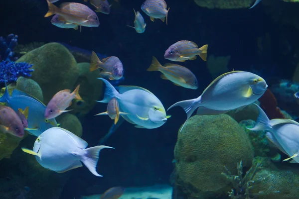 Piccoli pesci oceanici — Foto Stock