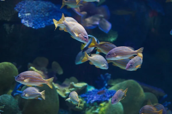 Küçük Okyanus balık — Stok fotoğraf