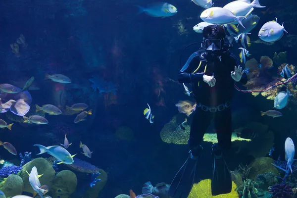 Plongées sous-marines dans l'eau — Photo