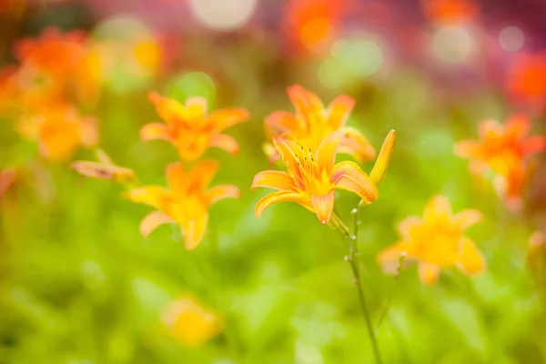 stock image Orange flowers