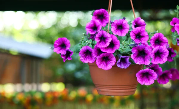 Фиолетовый цветочный горшок — стоковое фото
