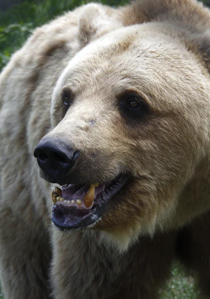 Bear1a — Fotografia de Stock