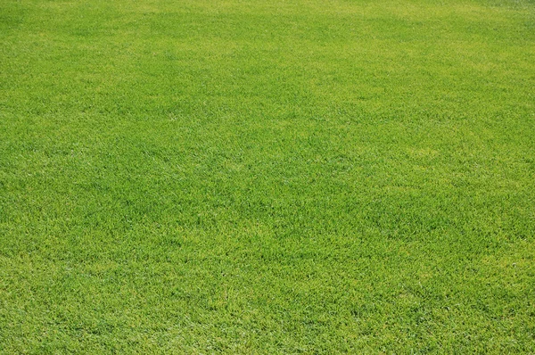 stock image Green grass