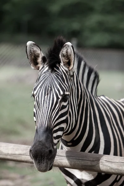 Zebra.close an einem sonnigen Tag — Stockfoto