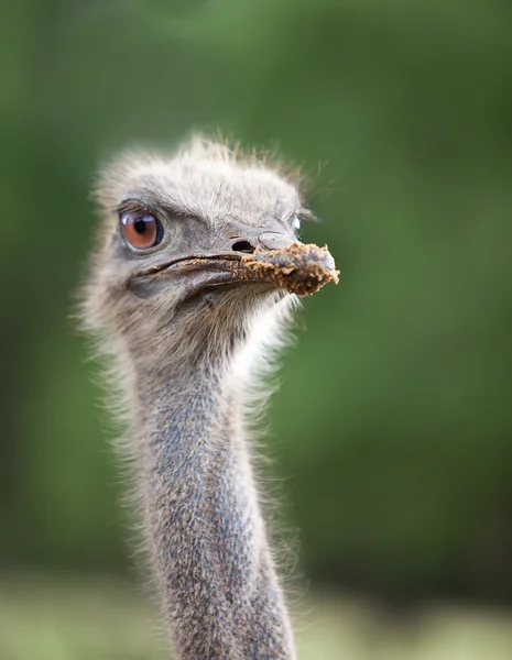 Kopf des Strauß-Emu aus nächster Nähe — Stockfoto
