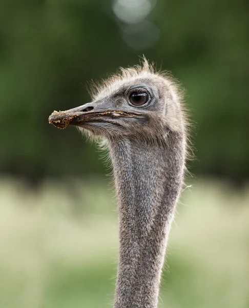 Strauß-Emu-Kopf aus nächster Nähe — Stockfoto