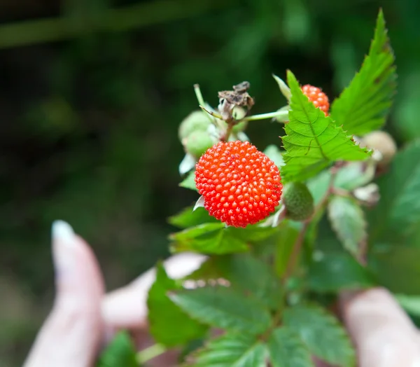 Baga madura de uma framboesa (Rubus) em um ramo — Fotografia de Stock