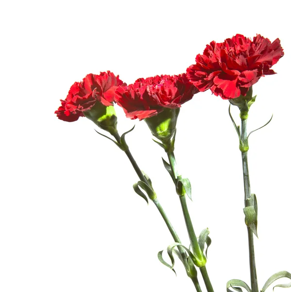 白色背景上的红色康乃馨 — 图库照片