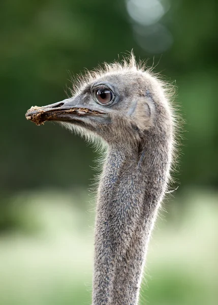 Strauß-Emu-Kopf aus nächster Nähe — Stockfoto