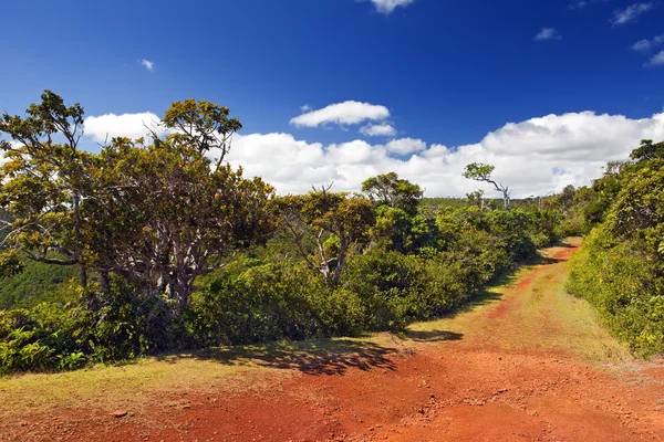 The road in the wood, red earth, Park " Black river Gorge ". Mauritius — Stock Photo, Image