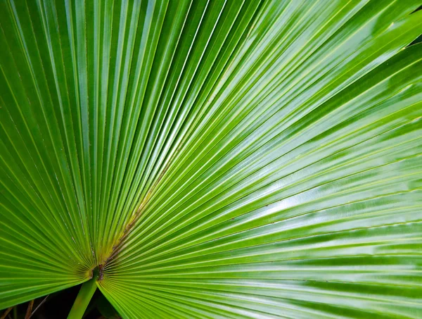 Leaf of a large fan palm tree — Stock Photo, Image