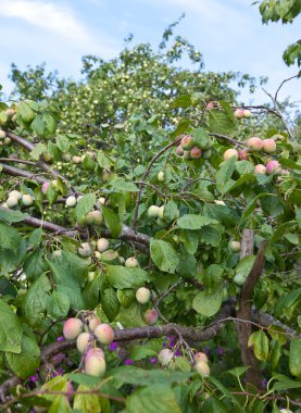 Olgunlaşmamış yeşil erikler dalda