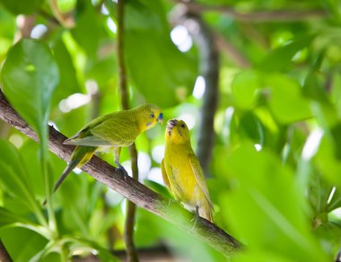 Budgerigars dalda öptüm