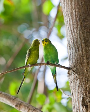 Budgerigars dalda öptüm