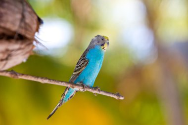 Budgerigars, dal üzerinde kabuk muhabbet kuşu