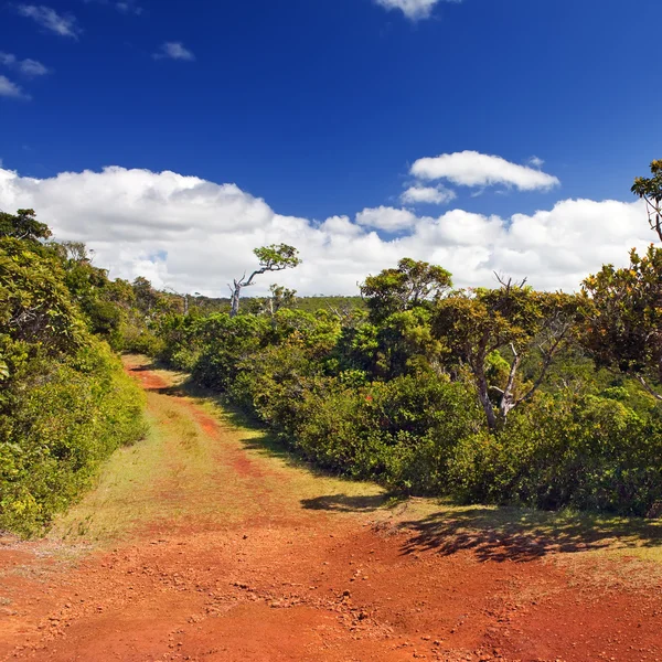 Red earth, Park " Black river Gorge ". Mauritius — Stock Photo, Image