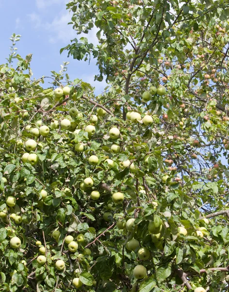 Maçãs em ramos de árvore da maçã — Fotografia de Stock