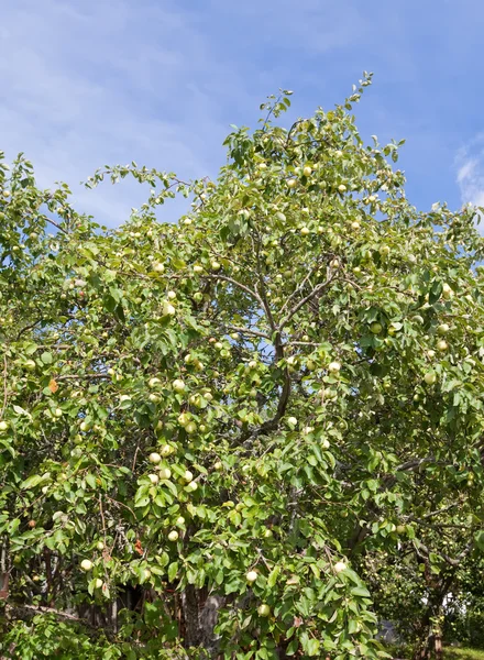 Pommes sur les branches de pommier — Photo
