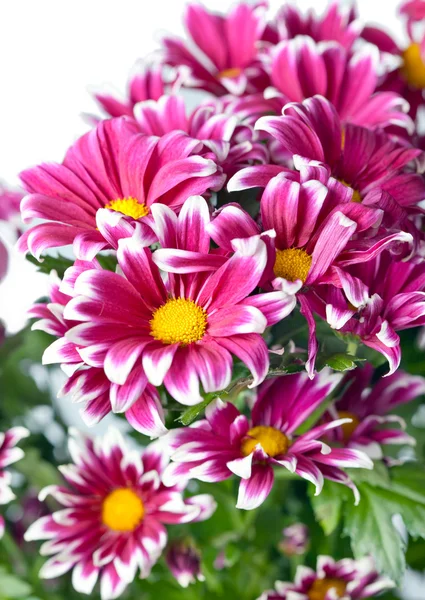 Květ růžový chryzantéma — Stock fotografie