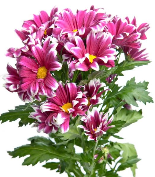 Květ růžový chryzantéma — Stock fotografie
