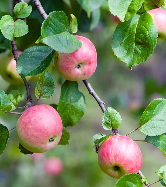 As maçãs verdes em ramos de árvore da maçã — Fotografia de Stock