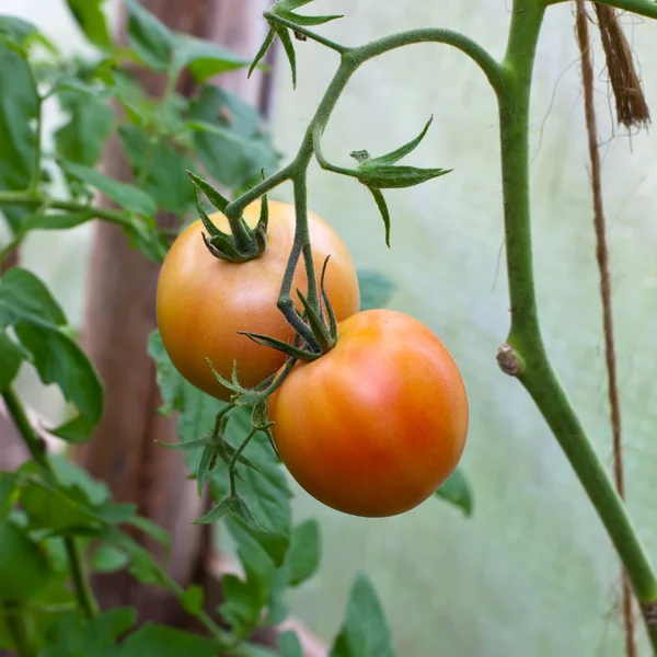 温床でトマト — ストック写真
