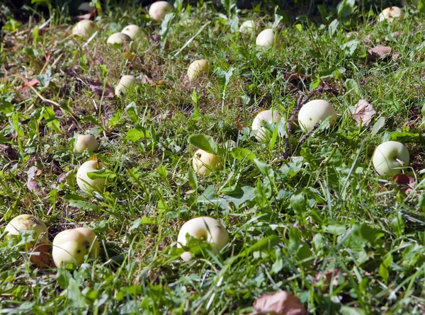 stock image The apples which have fallen from a tree on a grass