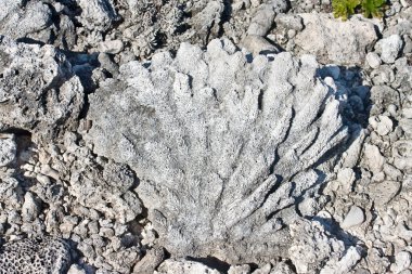 Sahilden ölü mercan