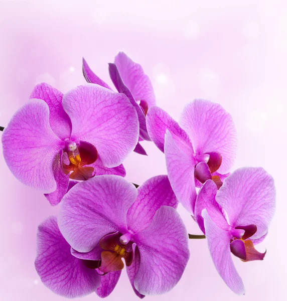 Orquídeas cor de rosa em um fundo abstrato — Fotografia de Stock