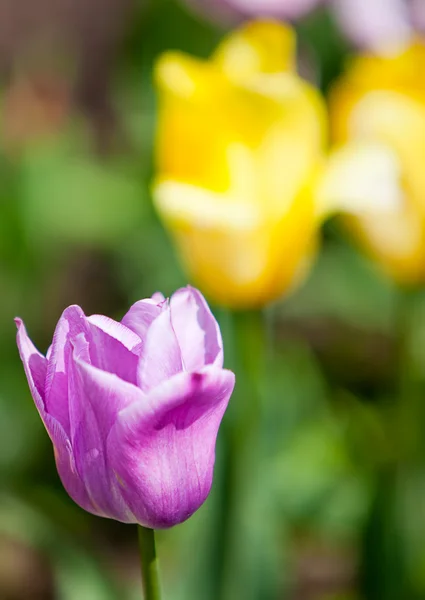 Розовый тюльпан на переднем плане и желтый на заднем плане вне фокуса — стоковое фото