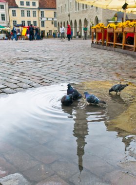 After the rain. Pigeons on Town hall square. Old city. Tallinn, Estonia. clipart