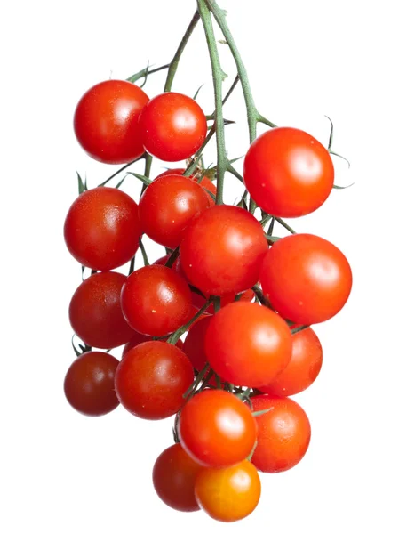Tomater gren — Stockfoto