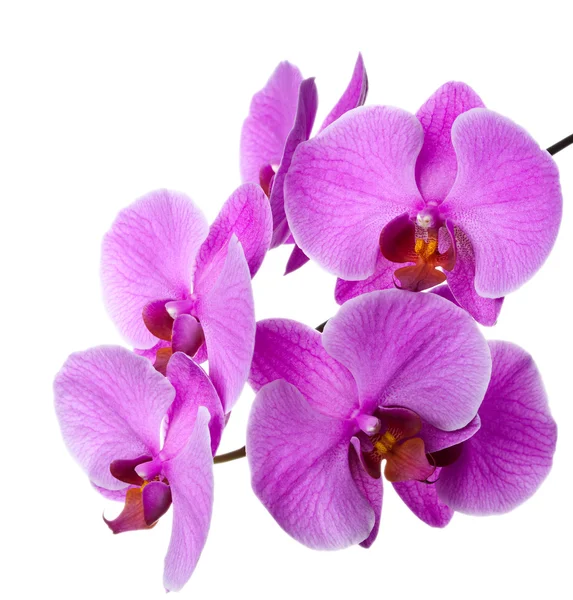 Virágzó orchidea — Stock Fotó