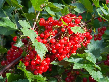 Bush of a red currant. clipart