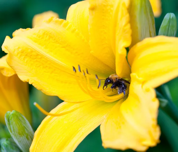 Pszczoła leci się z żółty kwiat — Zdjęcie stockowe