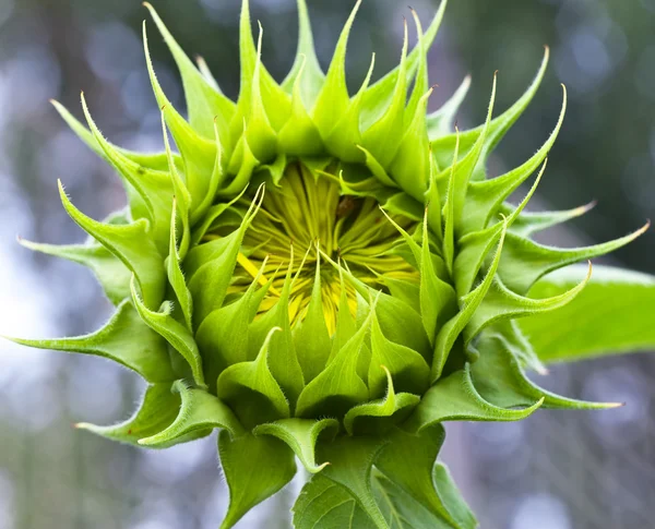 stock image Unblown sunflower