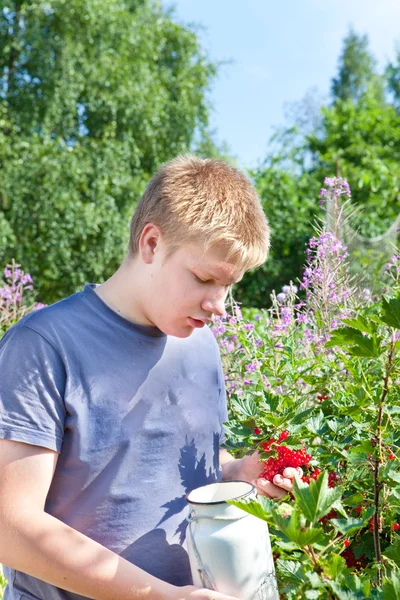 Chłopak wybiera jagody czerwone porzeczki z buszu w ogrodzie — Zdjęcie stockowe