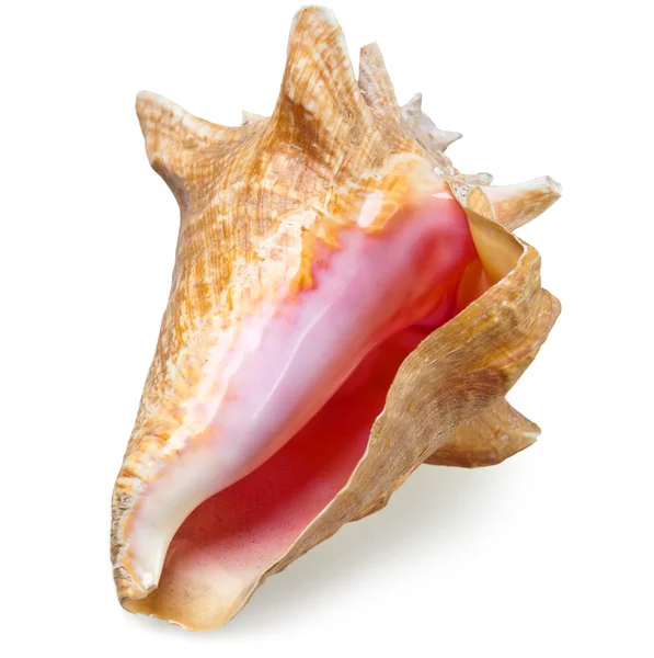 Stock image Big sea shell