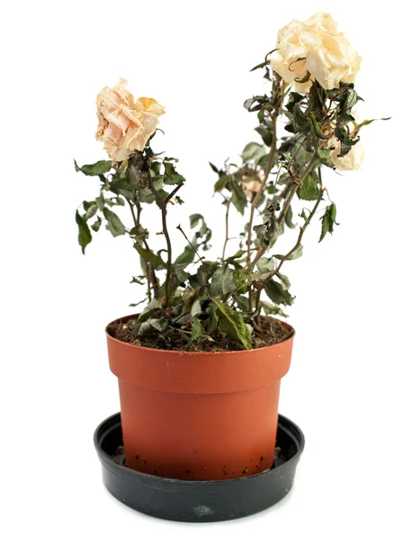 A rosa secada, desbotada em um pote — Fotografia de Stock