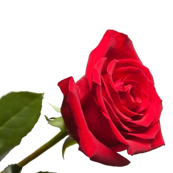 Rose. Close up on a white background — Stock Photo, Image