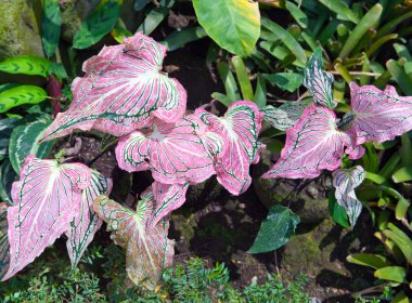 Kırmızı dekoratif bitki yaprakları - caladium