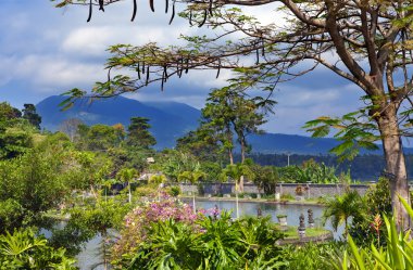 tropikal doğa. Endonezya. Bali.