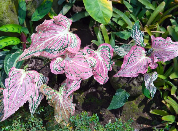 Plant with decorative crimson leaves - Caladium — Stock Photo, Image