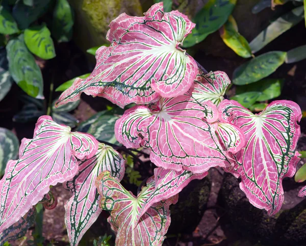 Plant with decorative crimson leaves - Caladium — Stock Photo, Image