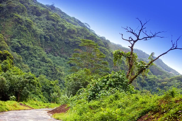 Ταϊτή. ο δρόμος στα βουνά. τροπική φύση. — Φωτογραφία Αρχείου