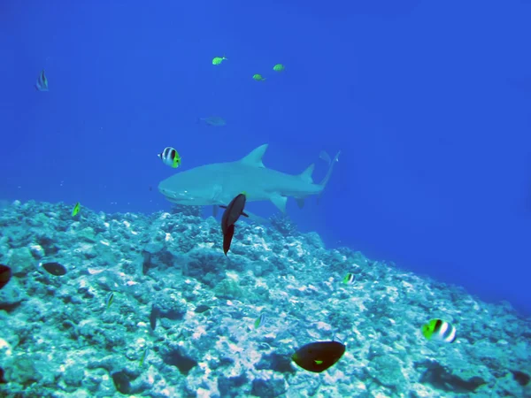 Καρχαρίες πάνω από κοραλλιογενή ύφαλο — Φωτογραφία Αρχείου