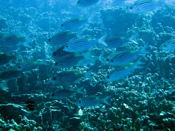 Petits poissons tropicaux et coraux — Photo