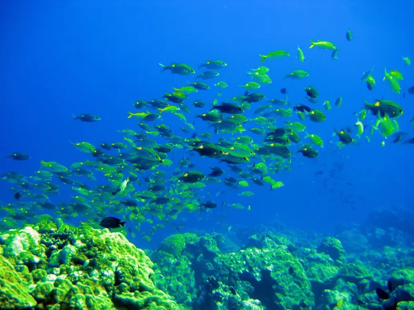 Trópusi kis halak és korallok — Stock Fotó