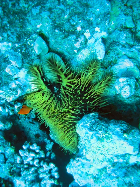 Underwater world. Crustacean animal