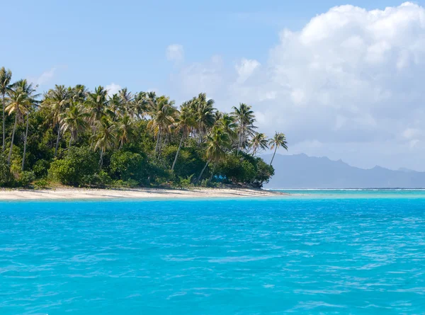 Okyanusta palmiye ağaçları olan ada. — Stok fotoğraf